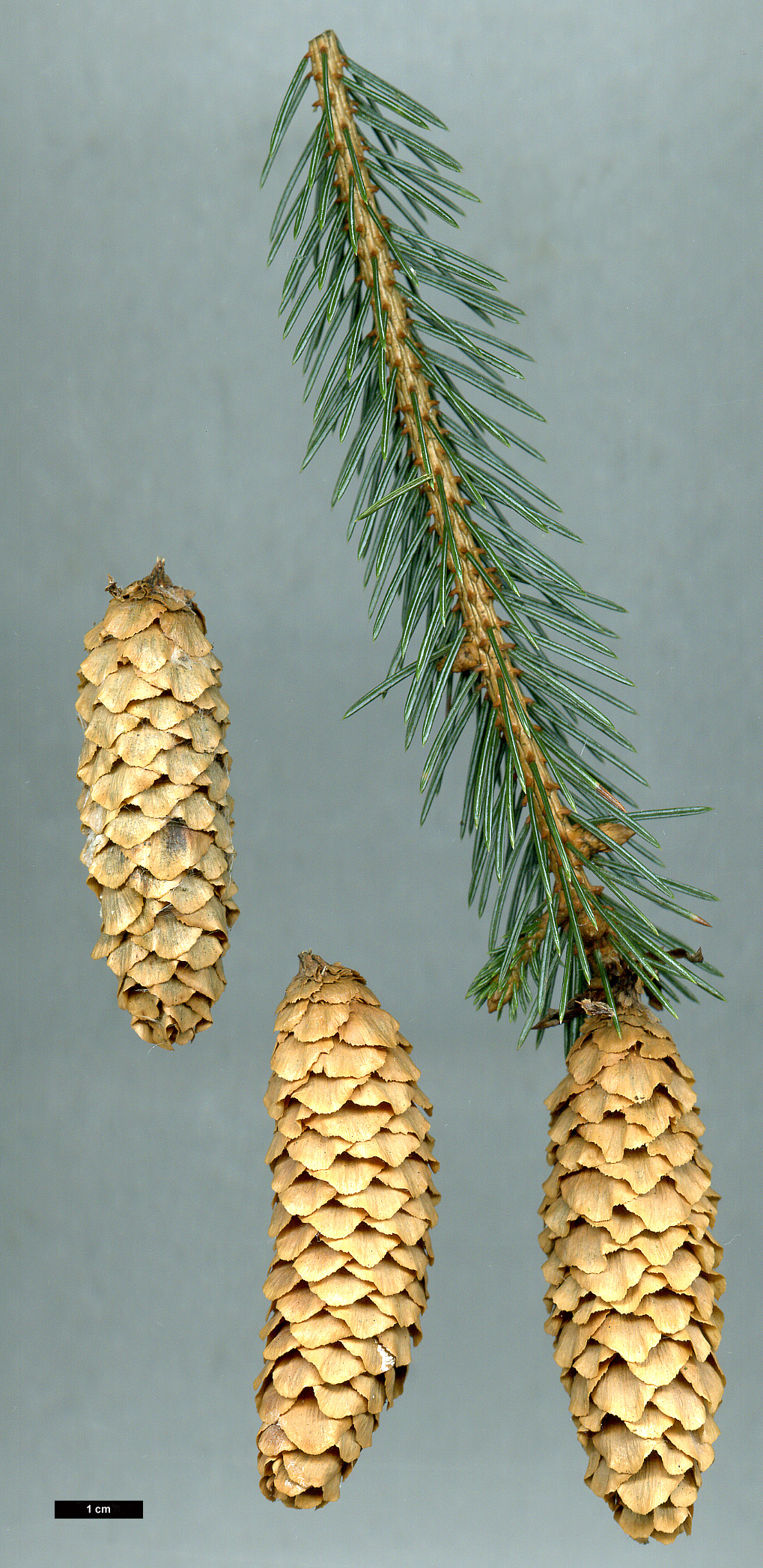 High resolution image: Family: Pinaceae - Genus: Picea - Taxon: engelmannii - SpeciesSub: subsp. mexicana